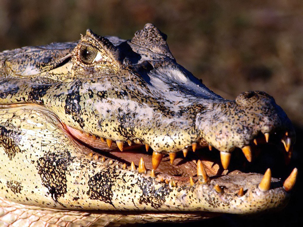 Crocodile Pictures Dangerous Animal