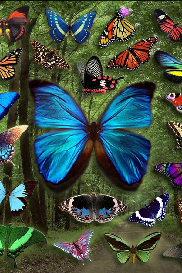 Butterfly Wallpaper Android Apps On Google Play