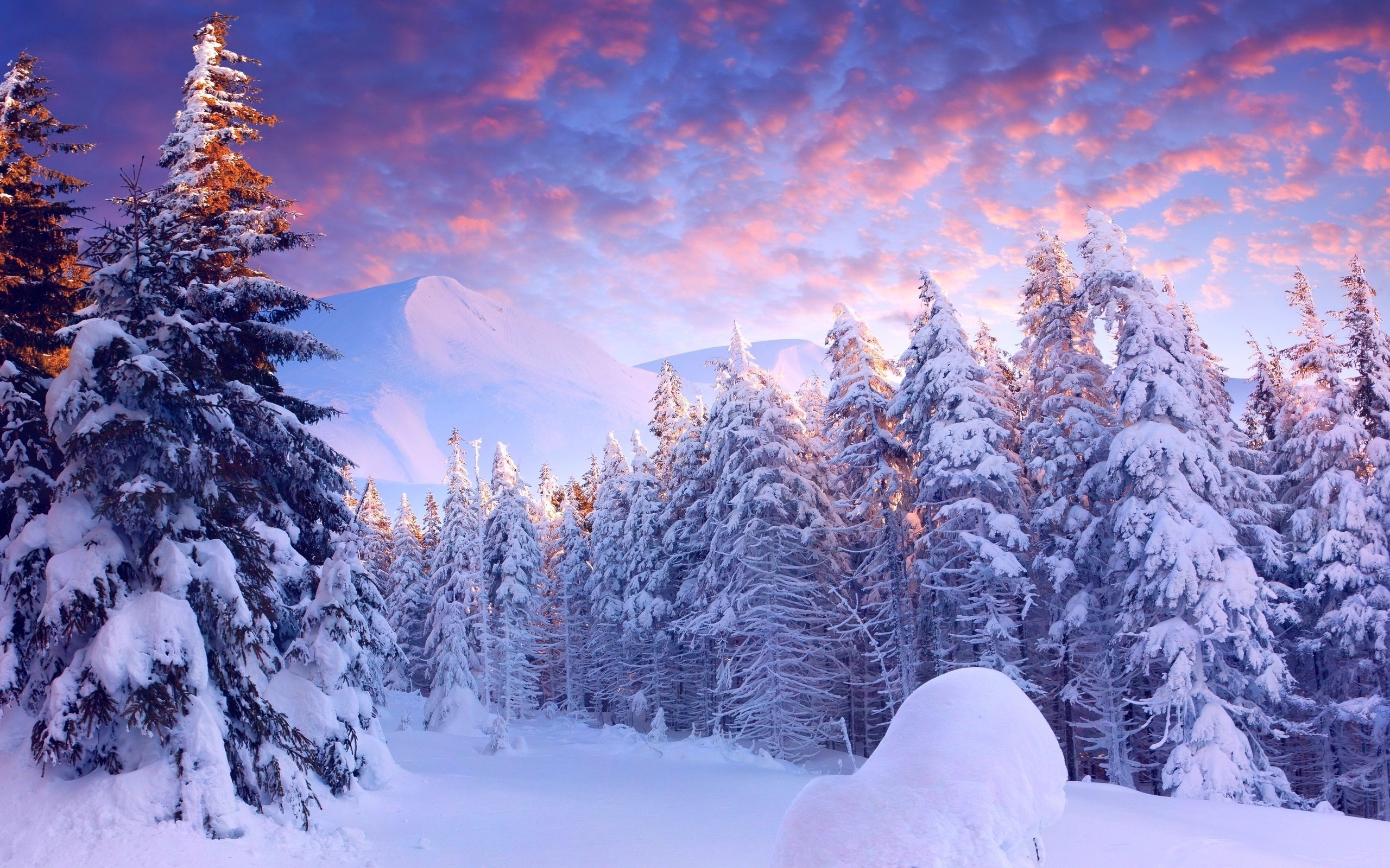 A breathtaking winter wonderland scene with snow-covered pine trees under a vibrant pink and purple sunset sky