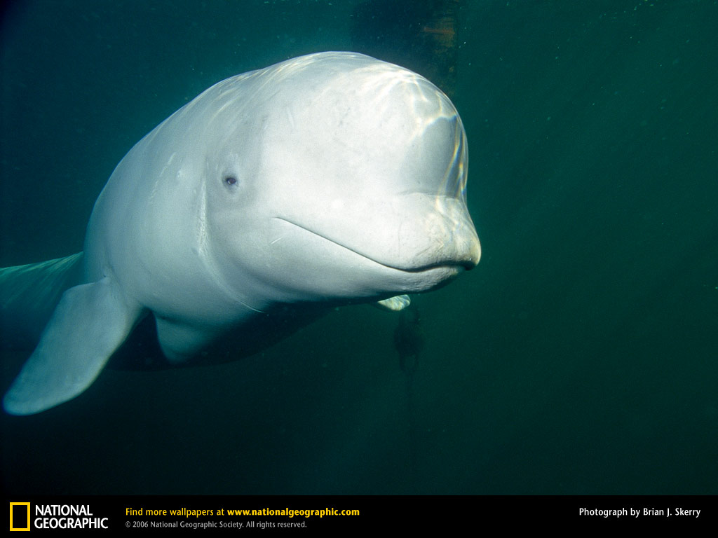 Beluga Whale Picture Desktop Wallpaper