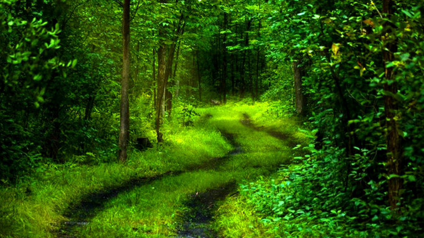 path of nature wallpaper 1366x768