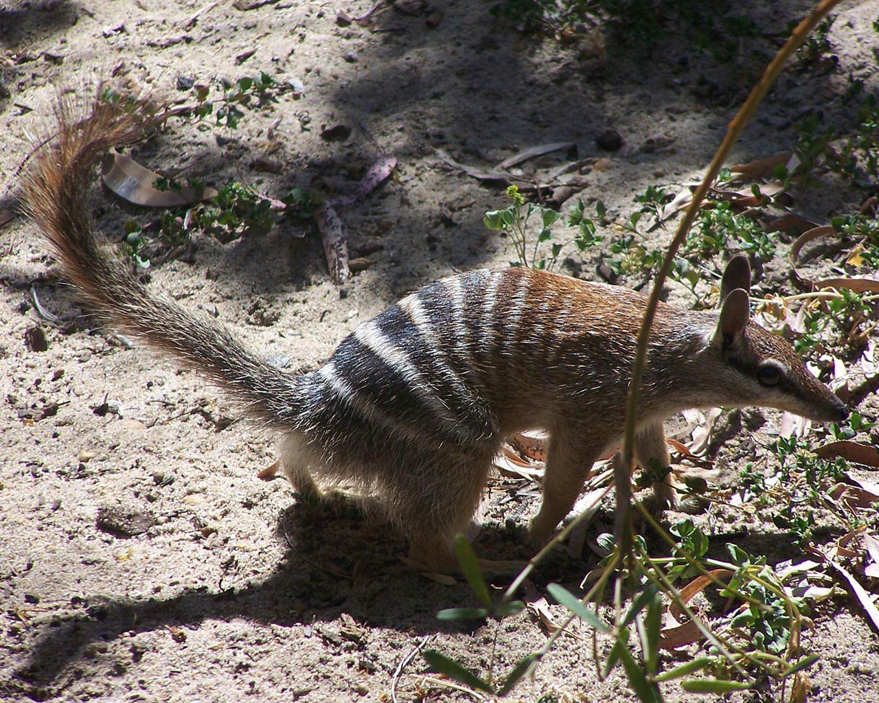 A numbat, also known as a banded anteater, foraging on the ground in its natural habitat