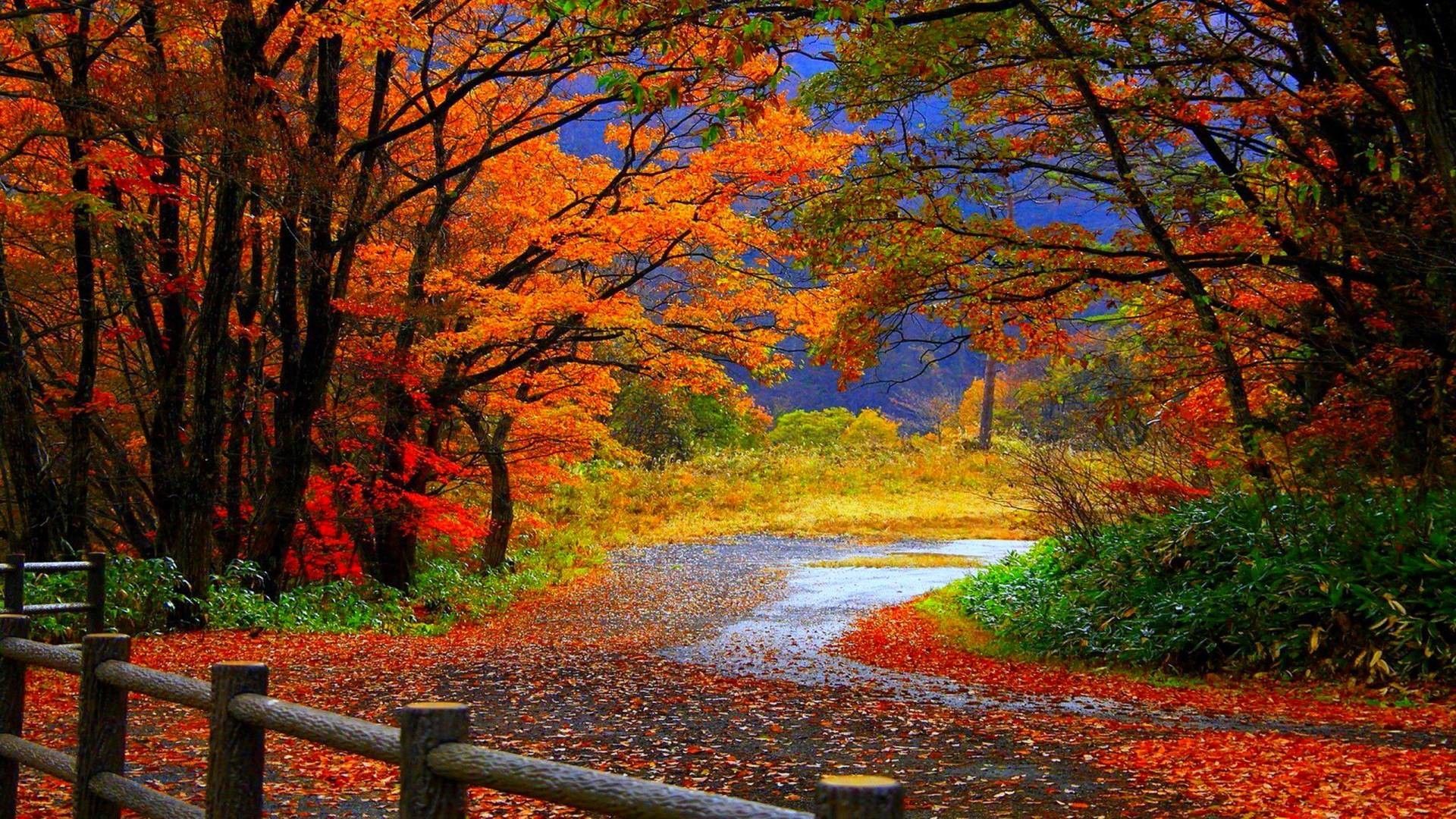 Autumn Scenes Desktop Wallpaper Top
