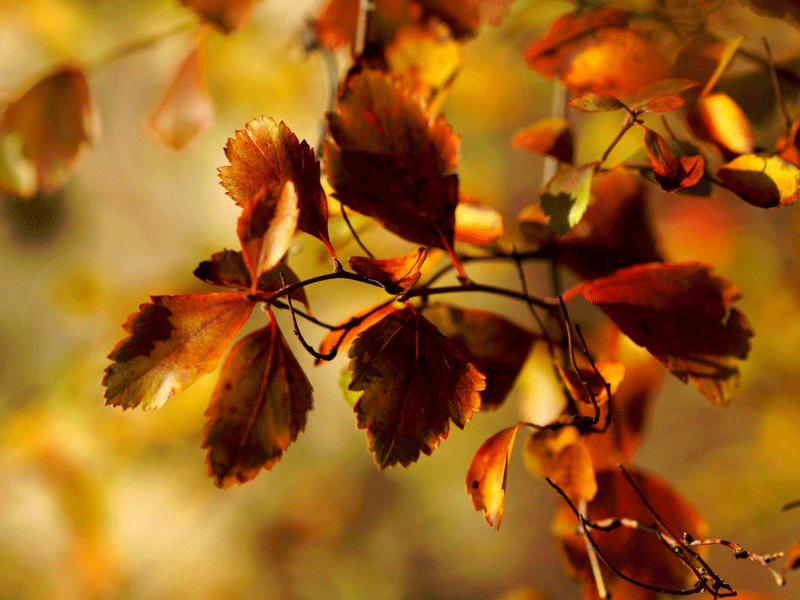 Autumn Leaves Wallpaper In Resolution