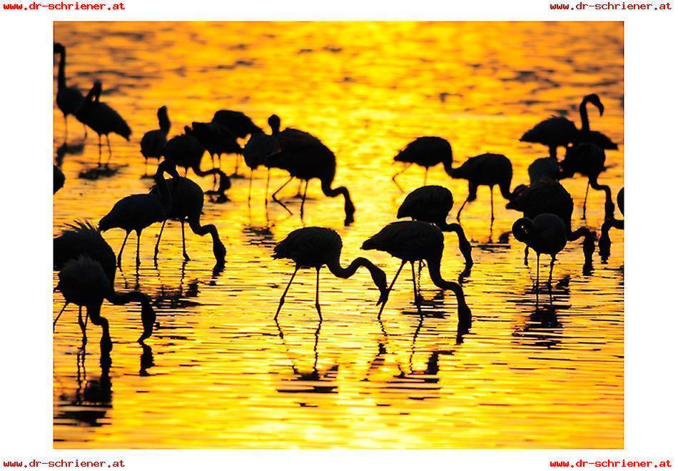 Wallpaper Kenya Flamingos By The Lake Nakuru Fruugo