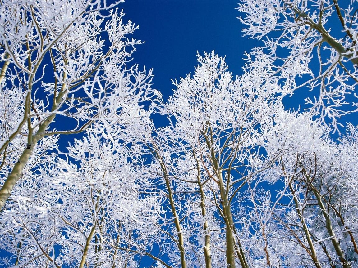 Winter Winter Trees