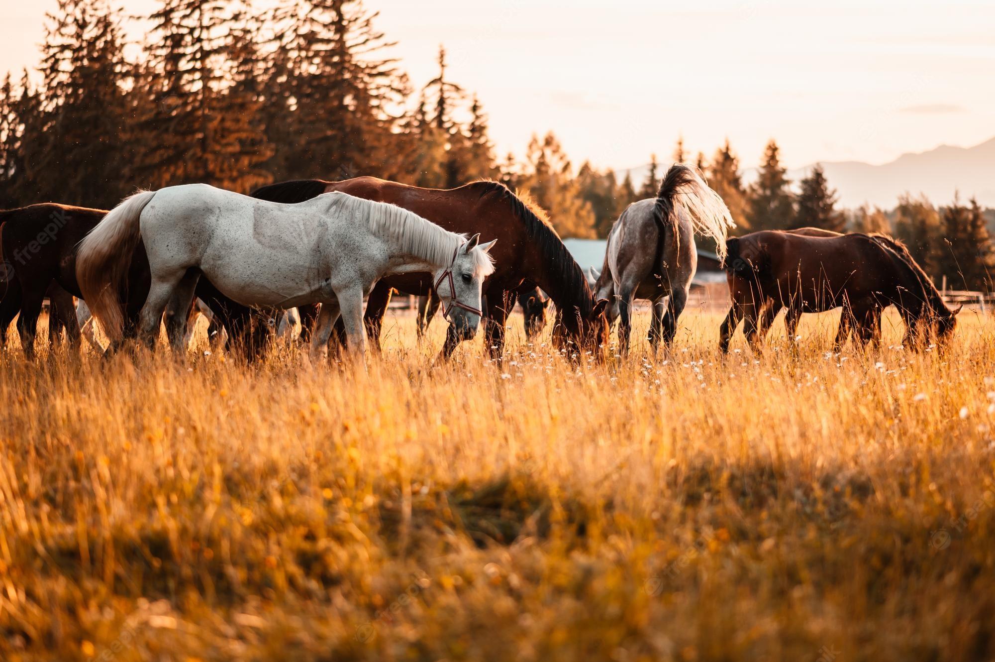 Premium Photo Brown horses standing in high grass in sunset