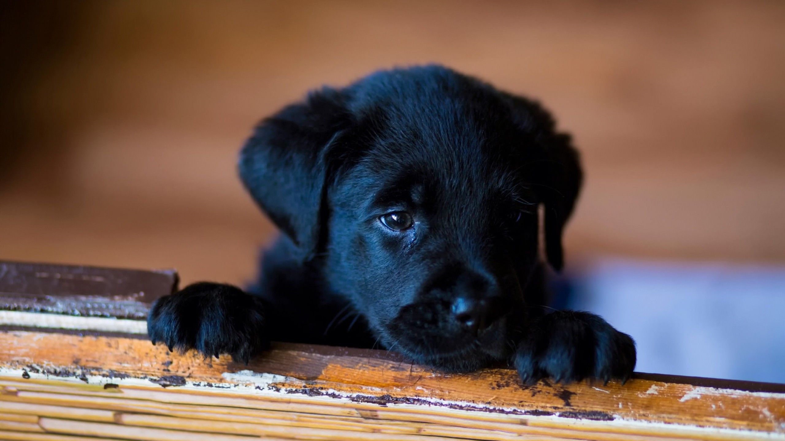 Cute Black Lab Puppies Wallpapers on