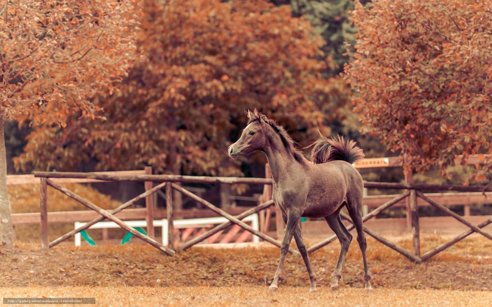 Horses In Autumn Wallpaper Image Pictures Becuo