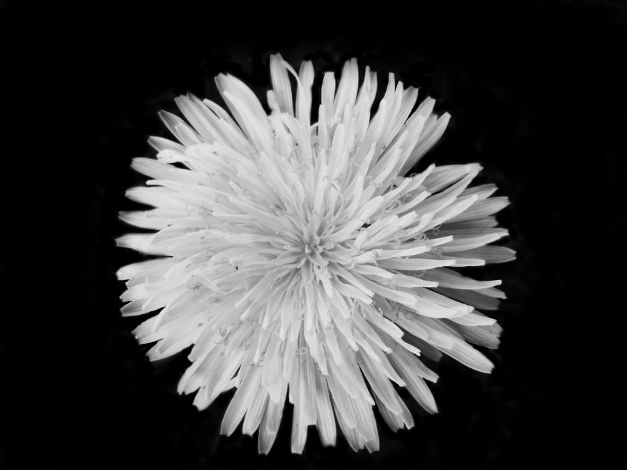 Dandelion Black And White Wallpaper Black and white dandelion by 900x675