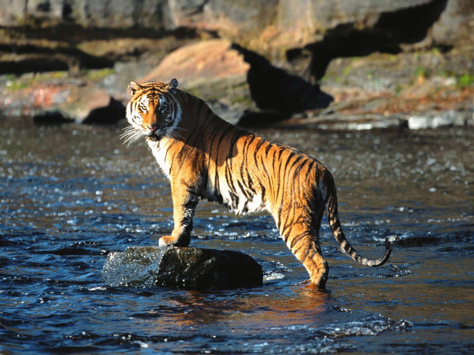 Wallpaper For iPhone Royal Bengal Tiger