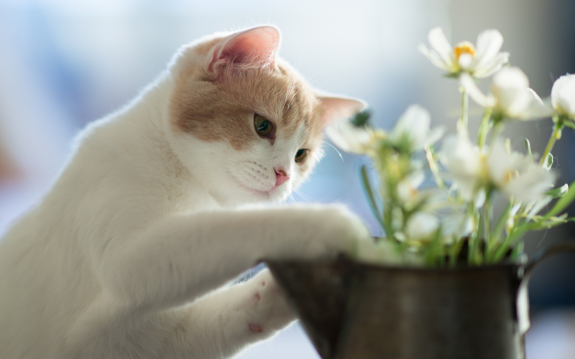 Funny Cat Planting Flowers HD Desktop Wallpaper