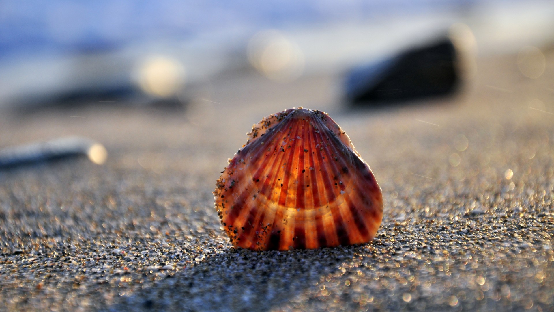 Wallpaper Sand Beach Shell Seashell On The