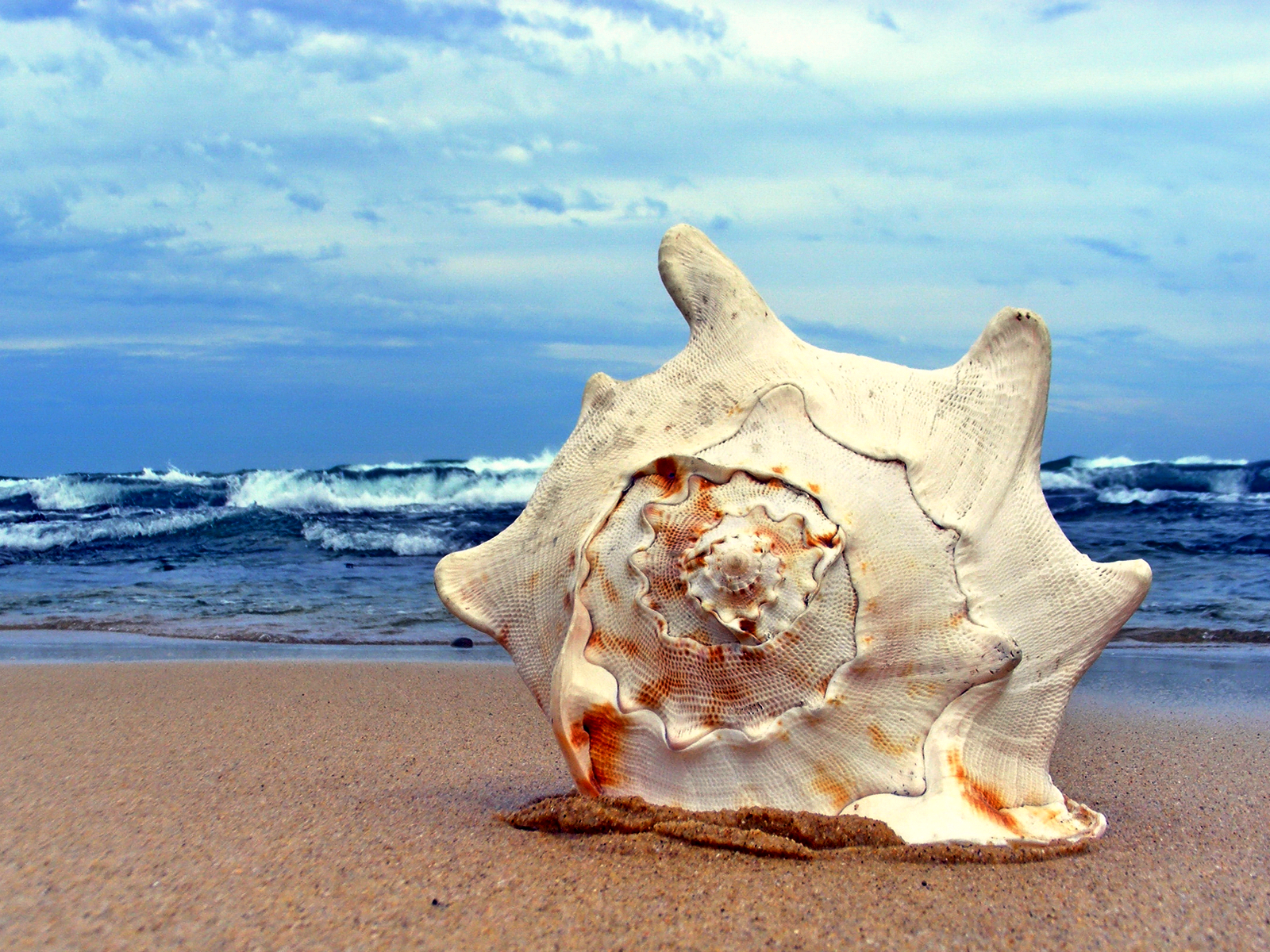 Beach Conch Shell Wallpaper Republicans Have A History Of Malice