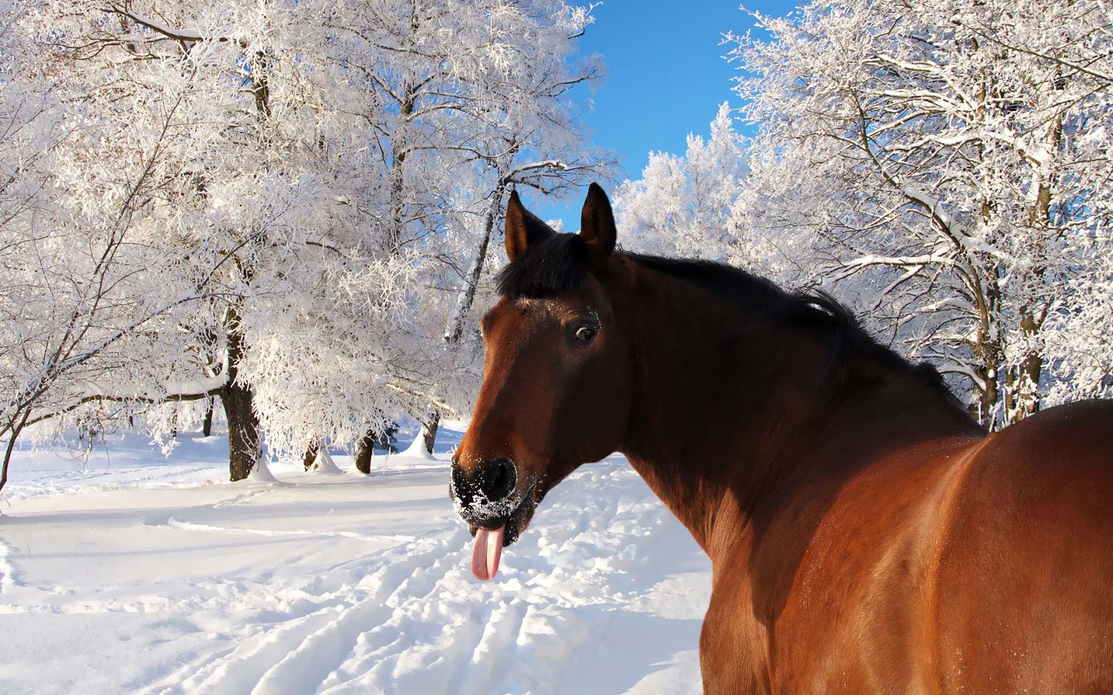 Wallpaper Of A Horse Sticking His Tongue Out HD Animal Winter