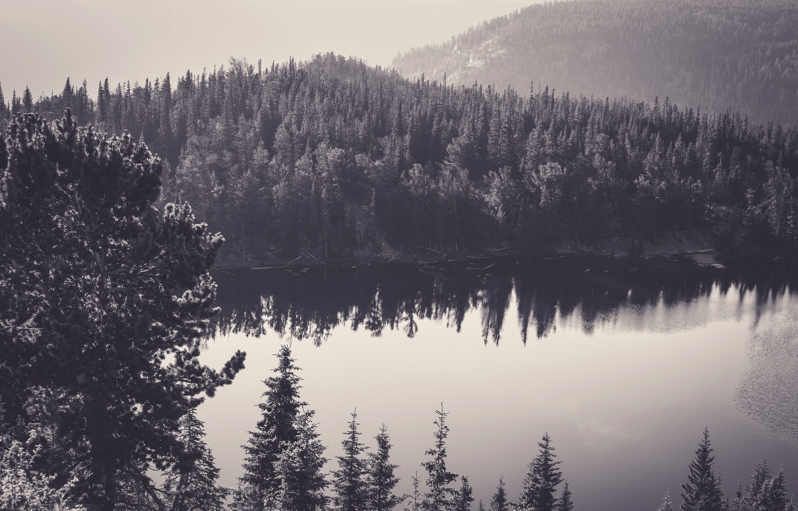 Sea Black And White Nature Forest Monochrome Wallpapers