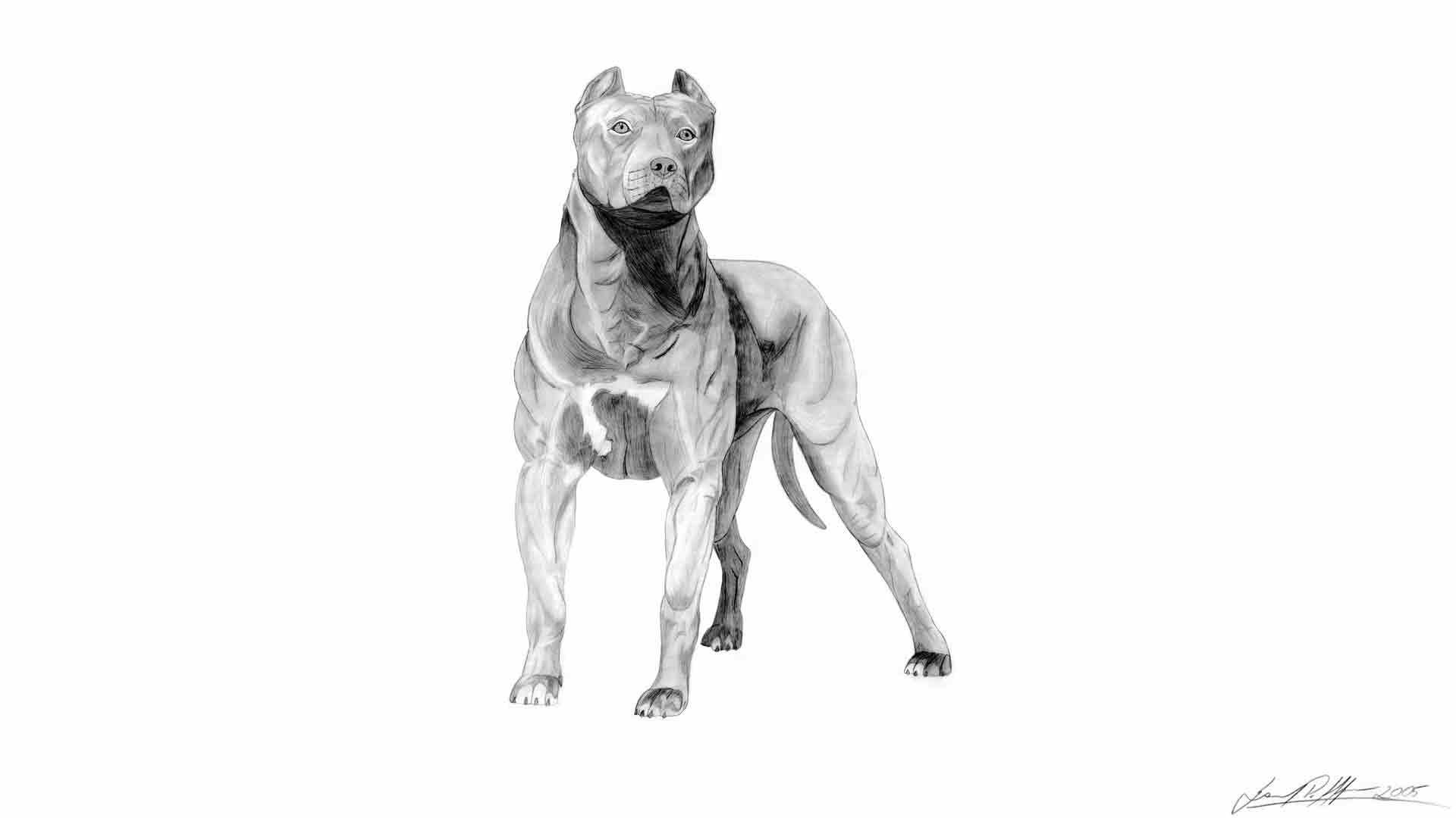 Pitbull Dogs Full HD Wallpaper