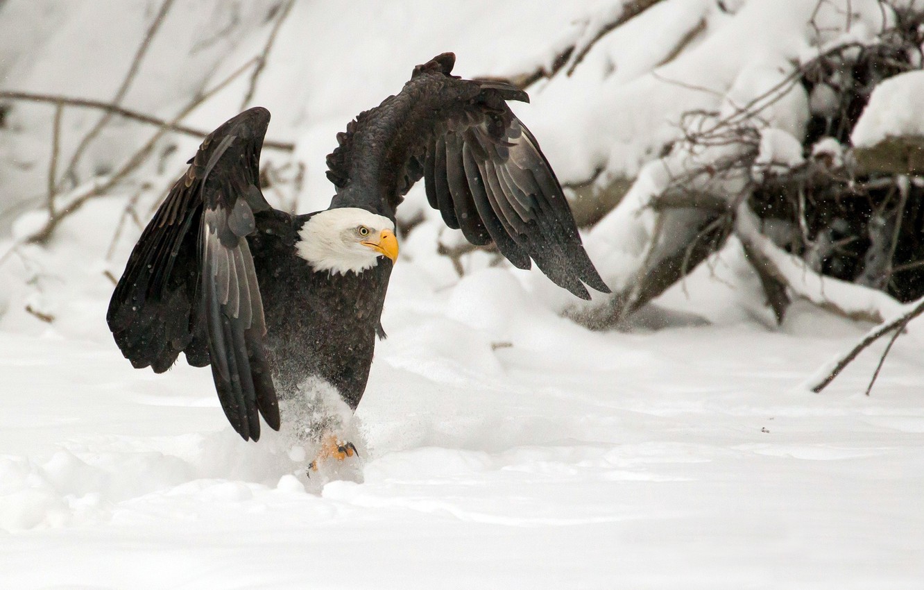 Wallpaper Wings Snow Winter Bird Predator Claws Eagle Image