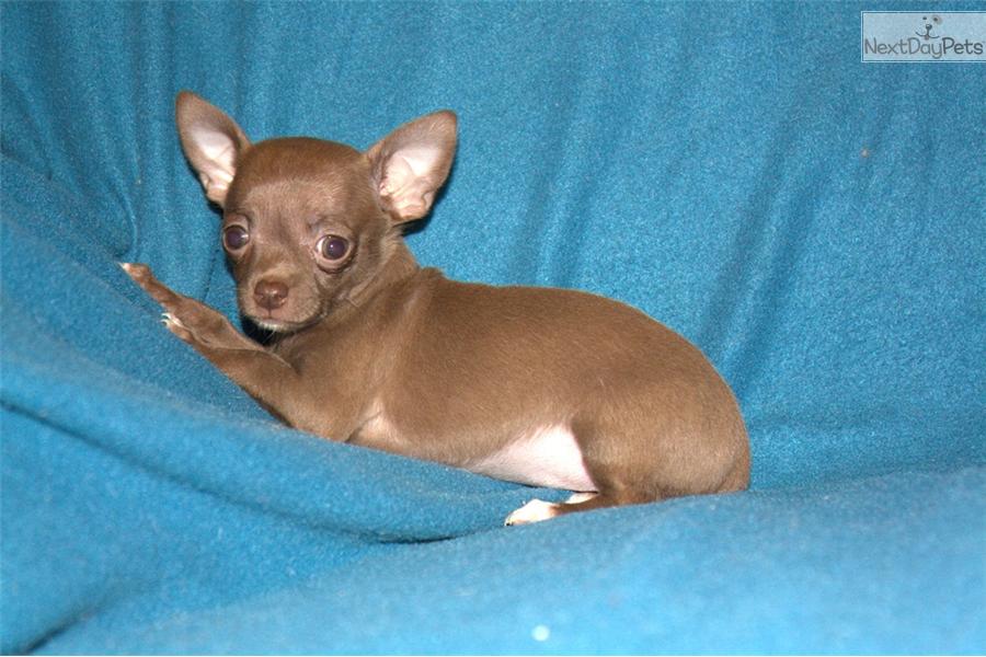 Pictures Teacup Chihuahua Puppies Pups
