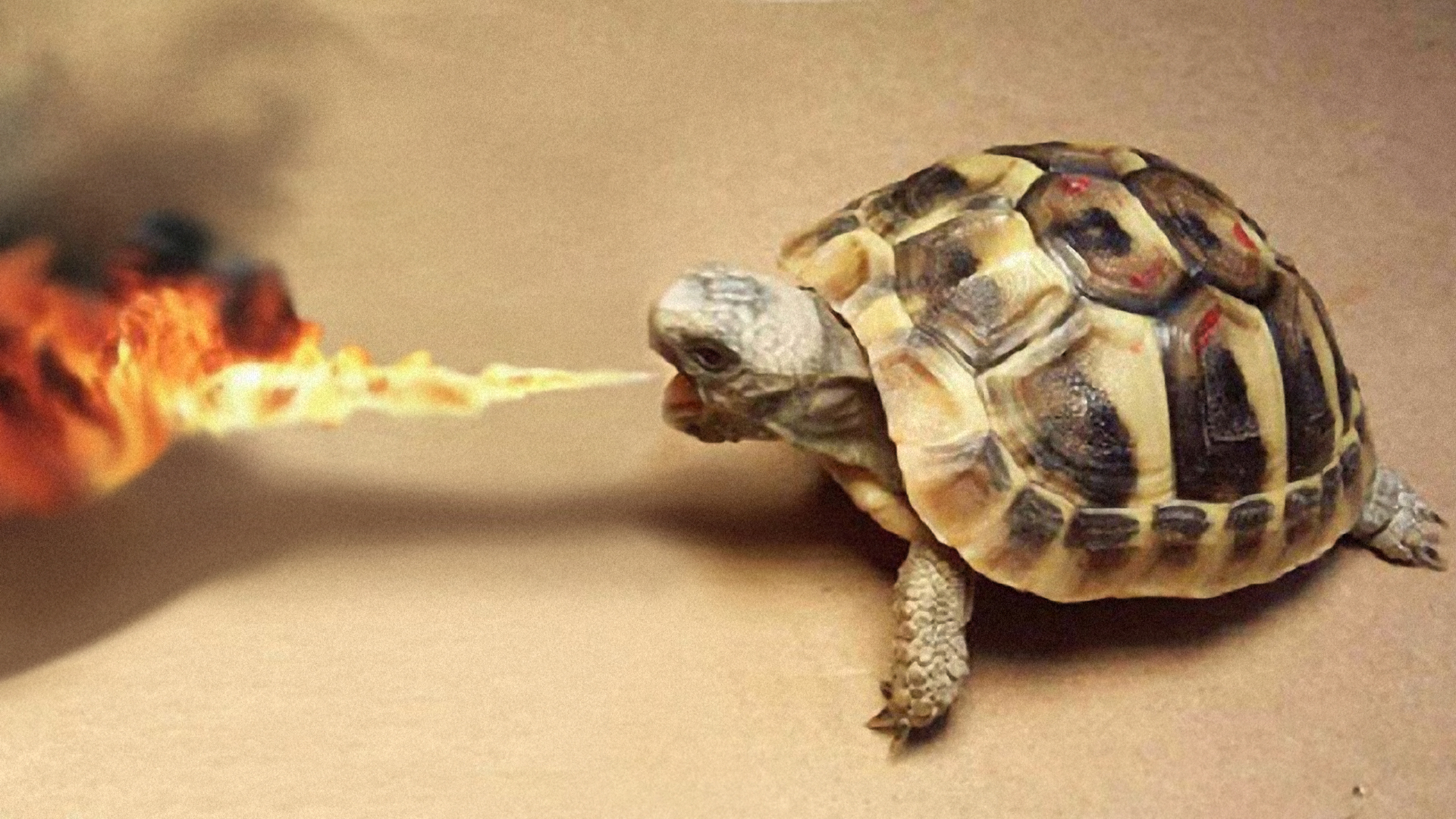 Wallpaper Turtle Breathing Fire Reptile Image