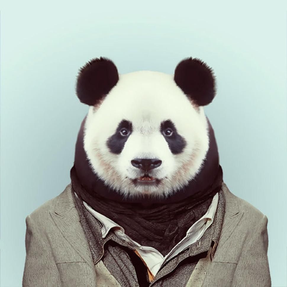 Free download Well dressed Pandaman Pet portraits photography Panda art ...