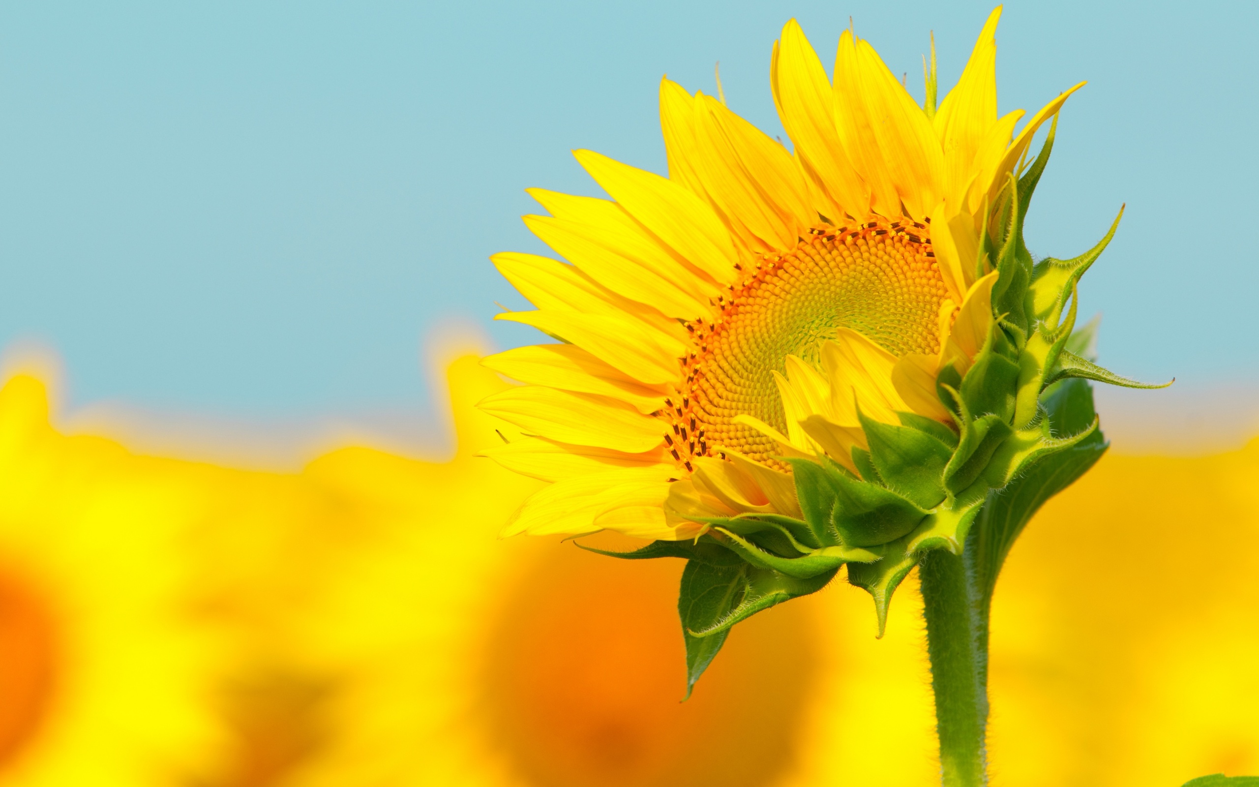 HD Wallpaper 1080p Sunflower