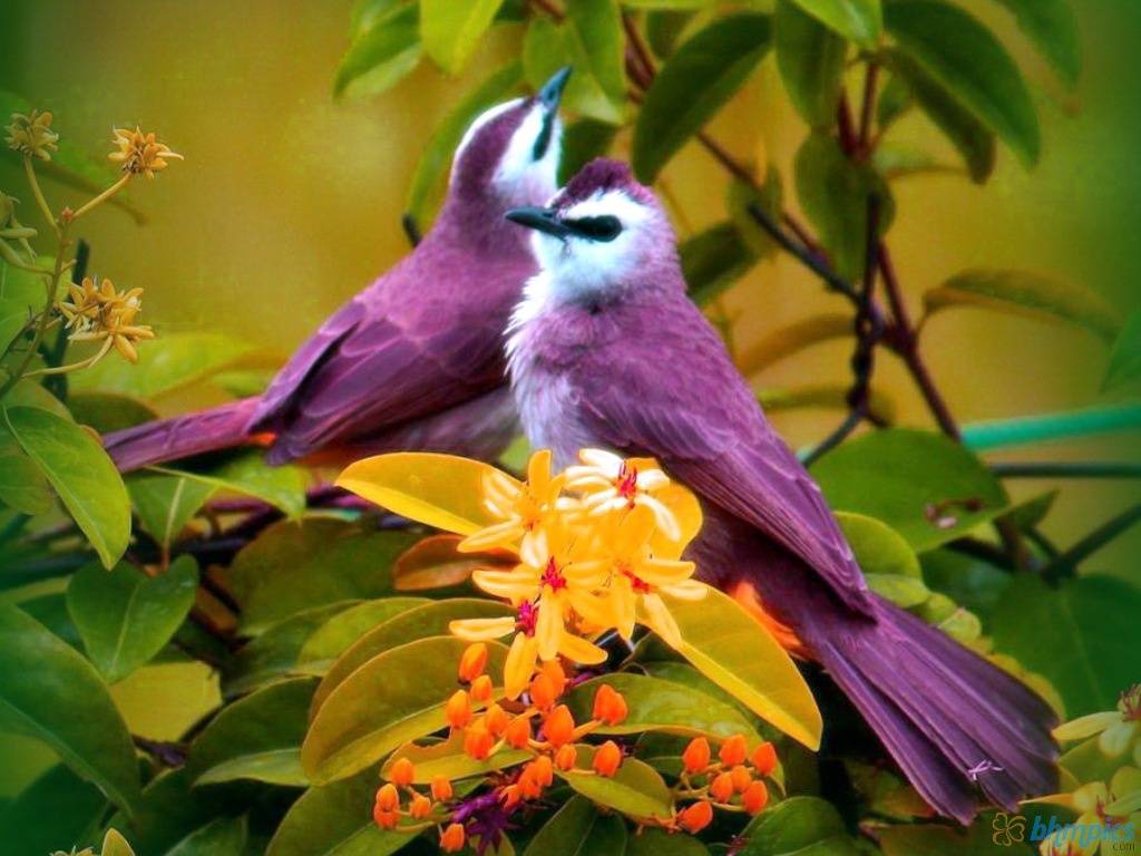 Beautiful Purple Birds Wallpaper