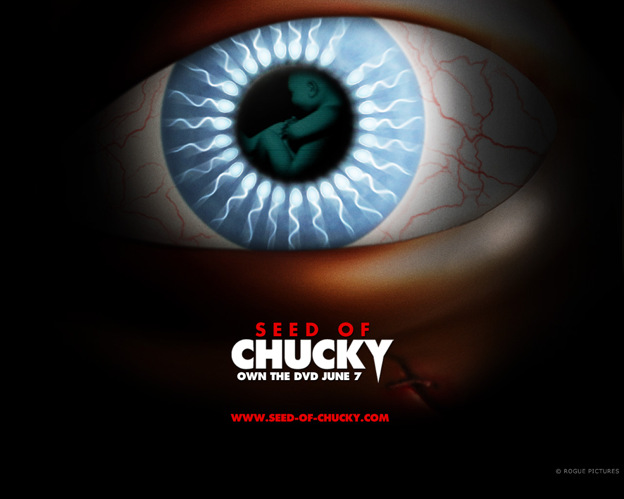Chucky Image Seed Of HD Wallpaper And Background