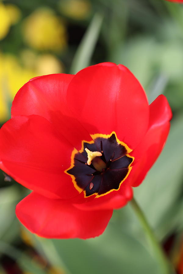 Flower Plant Beautiful Background Sophisticate Nice Nature