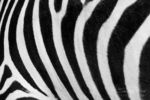 Cool Zebra Print Background Collection Creativefan