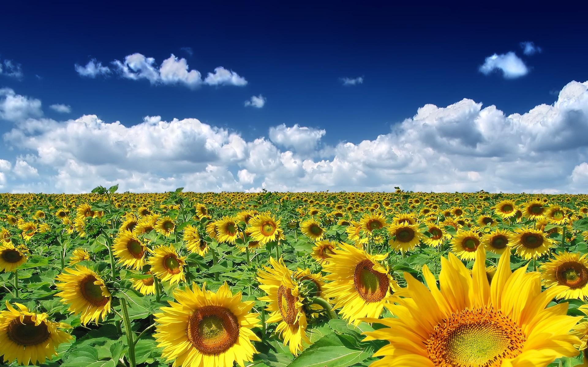 Beautiful Sunflowers Farm HD Wallpaper