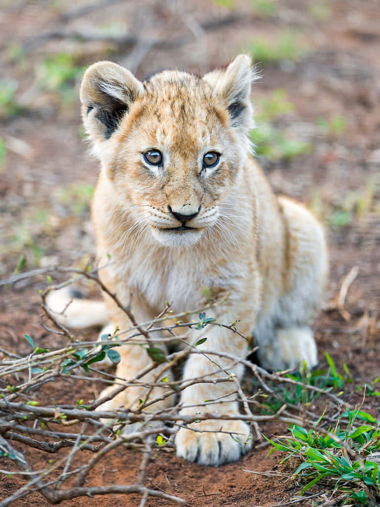 Baby Lion Picture Wallpaper
