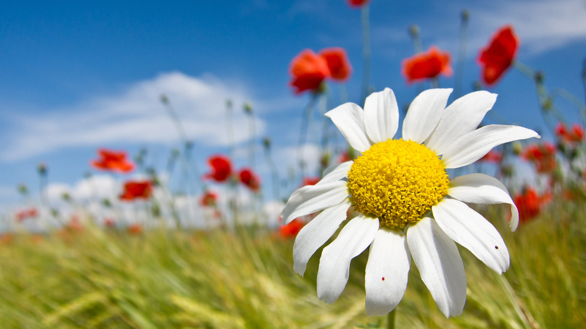 Spring Flower Exclusive HD Wallpapers 1504