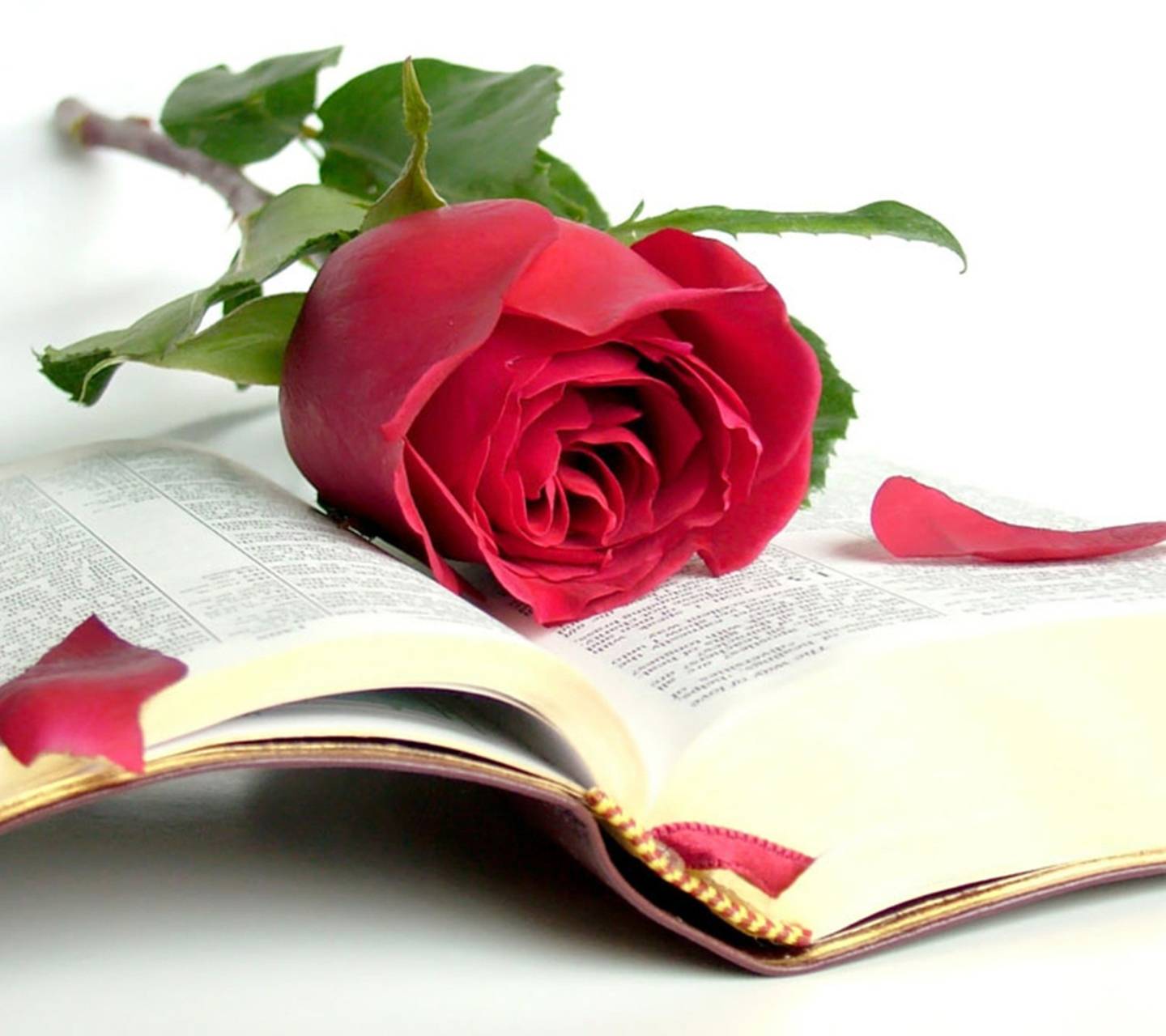 Cute Rose Wallpaper