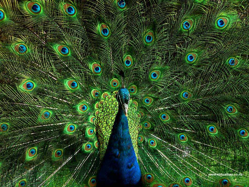 Peacock Desktop Wallpapers
