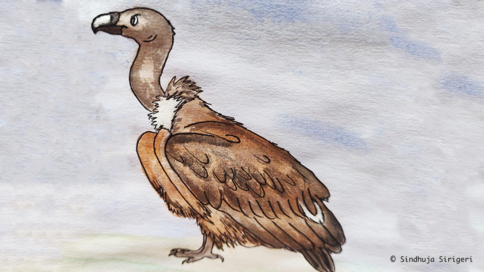 Study Reveals The Secret Lives Of White Rumped Vultures In