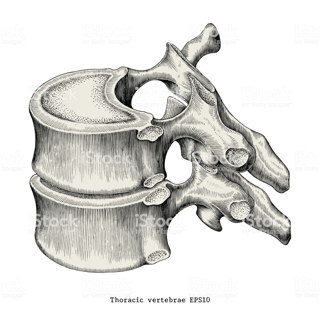 Thoracic Vertebrae Anatomy Vintage Illustration Clip Art Isolated