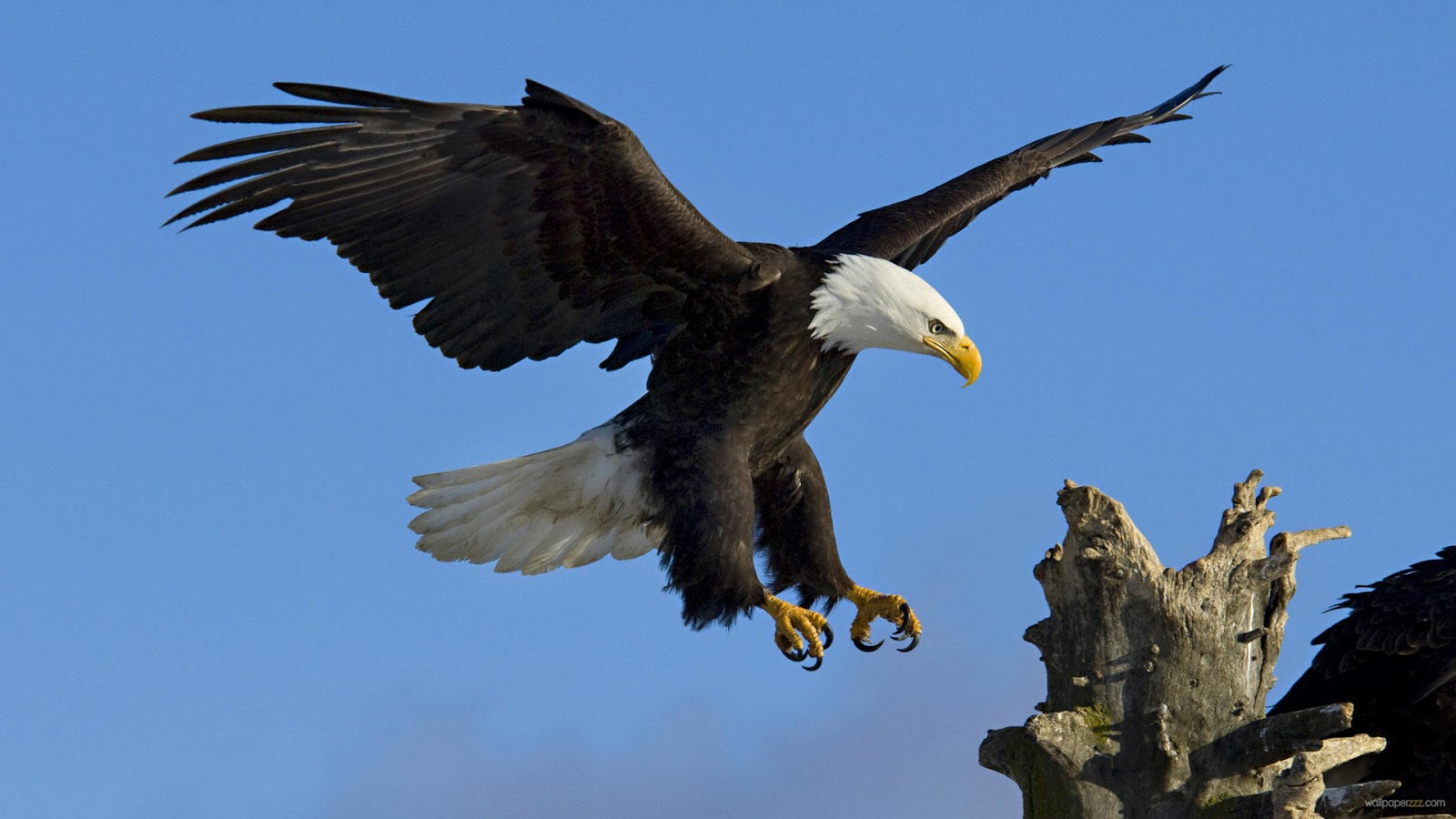 Eagle HD Wallpaper Pictures