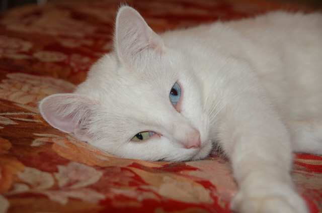 51860d1167088997 Cat Two Different Colored Eyes White Jpg