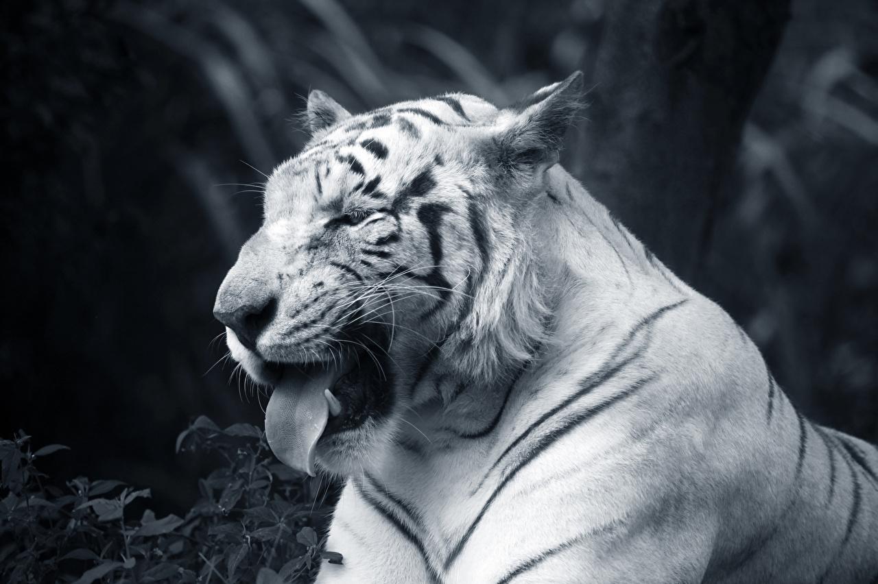 Desktop Wallpaper Tigers Big Cats Funny Tongue Snout Animals