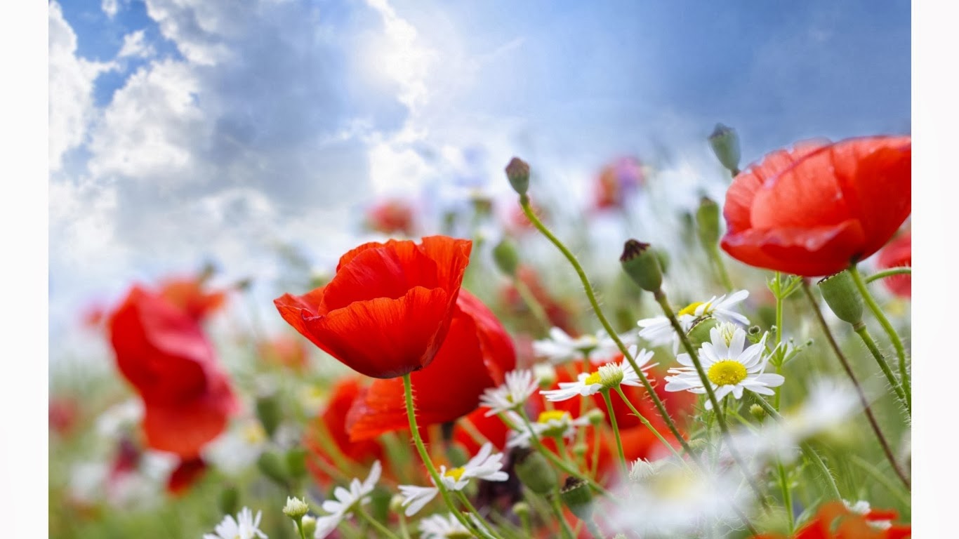  summer flowers wallpaper and make this summer flowers wallpaper for