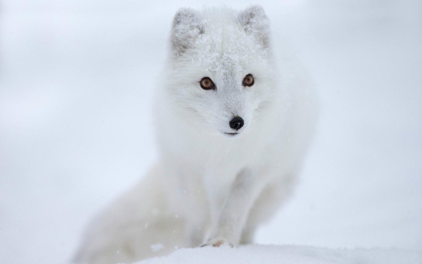 Polar Fox Live Wallpaper Android Apps Und Tests Androidpit