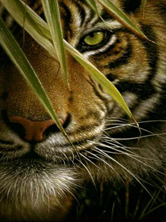 Angry Tiger Eyes Wallpapers wwwpixsharkcom   Images