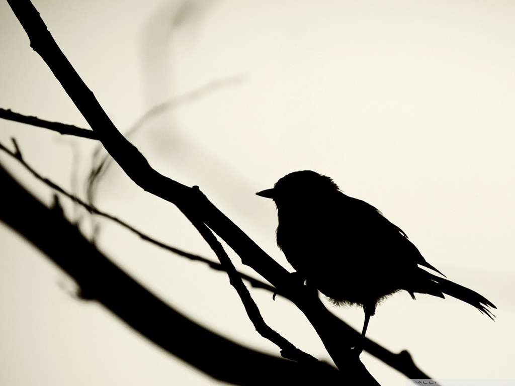 Bird Silhouette Hd Wallpapers Hd Wallpapers Inn Pictures