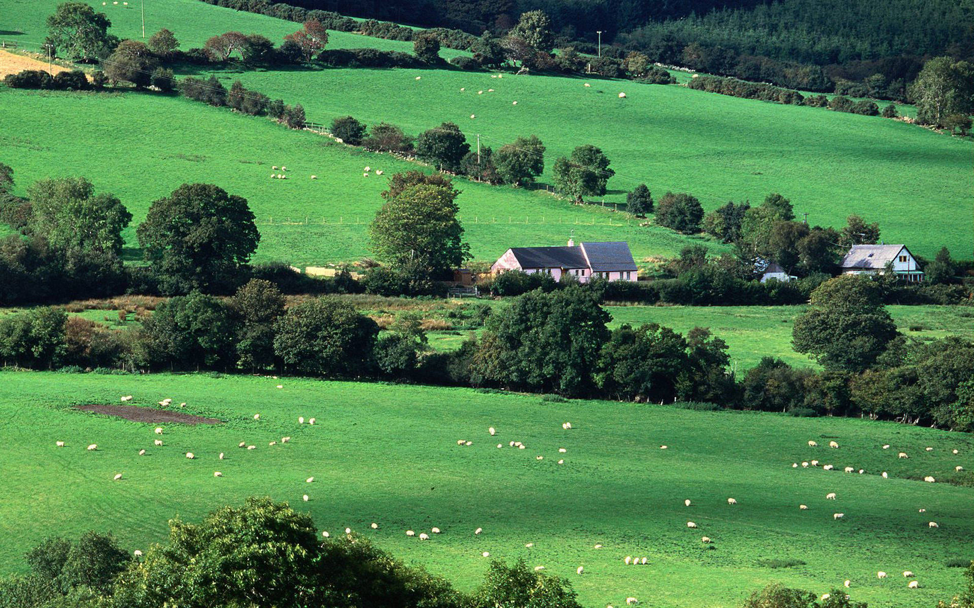 Pasture Ireland Countryside Wallpaper City