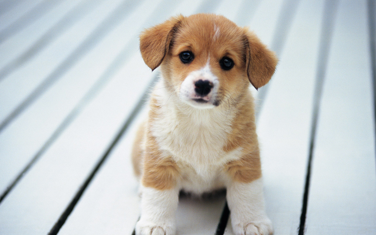 So Cute   Puppies Wallpaper 15897245
