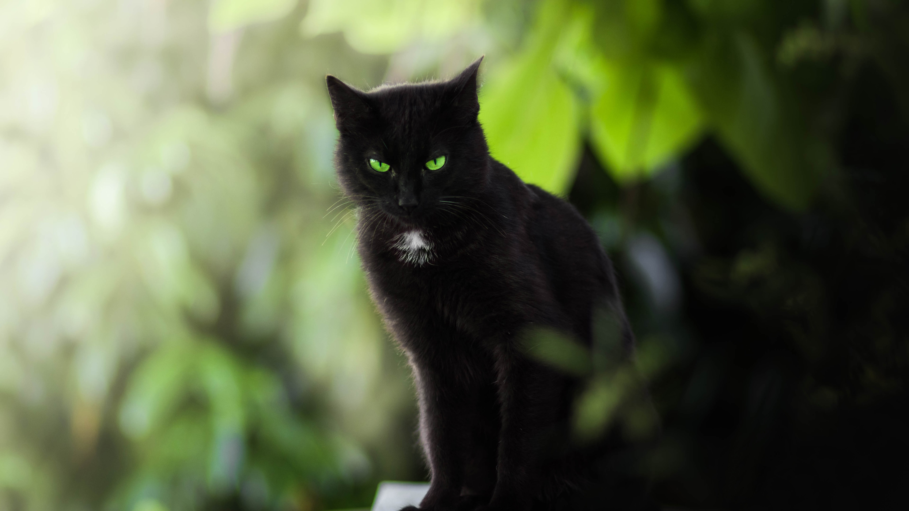 Wallpaper Black Cat Green Eyes UHD 4k Picture Image
