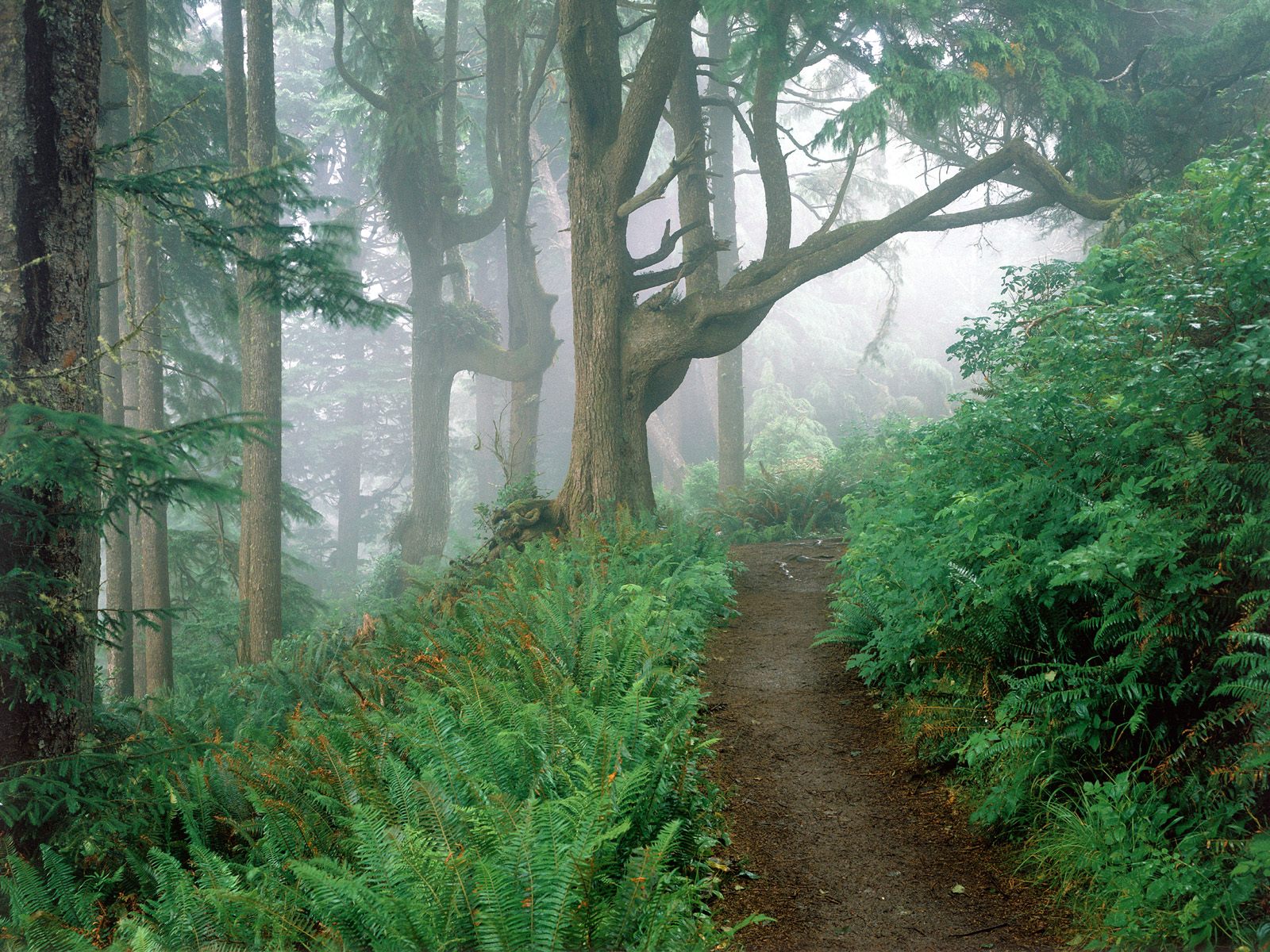 Oregon Id Forests Photography Desktop Wallpaper