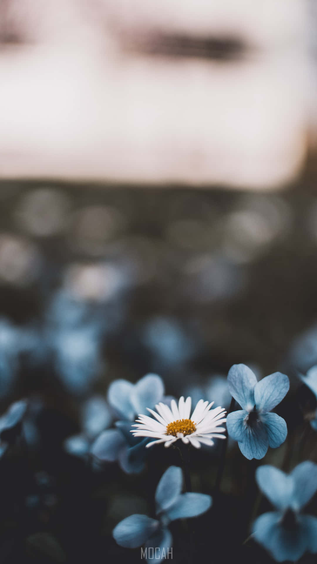 A Daisy Flower In The Middle Of Field Wallpaper