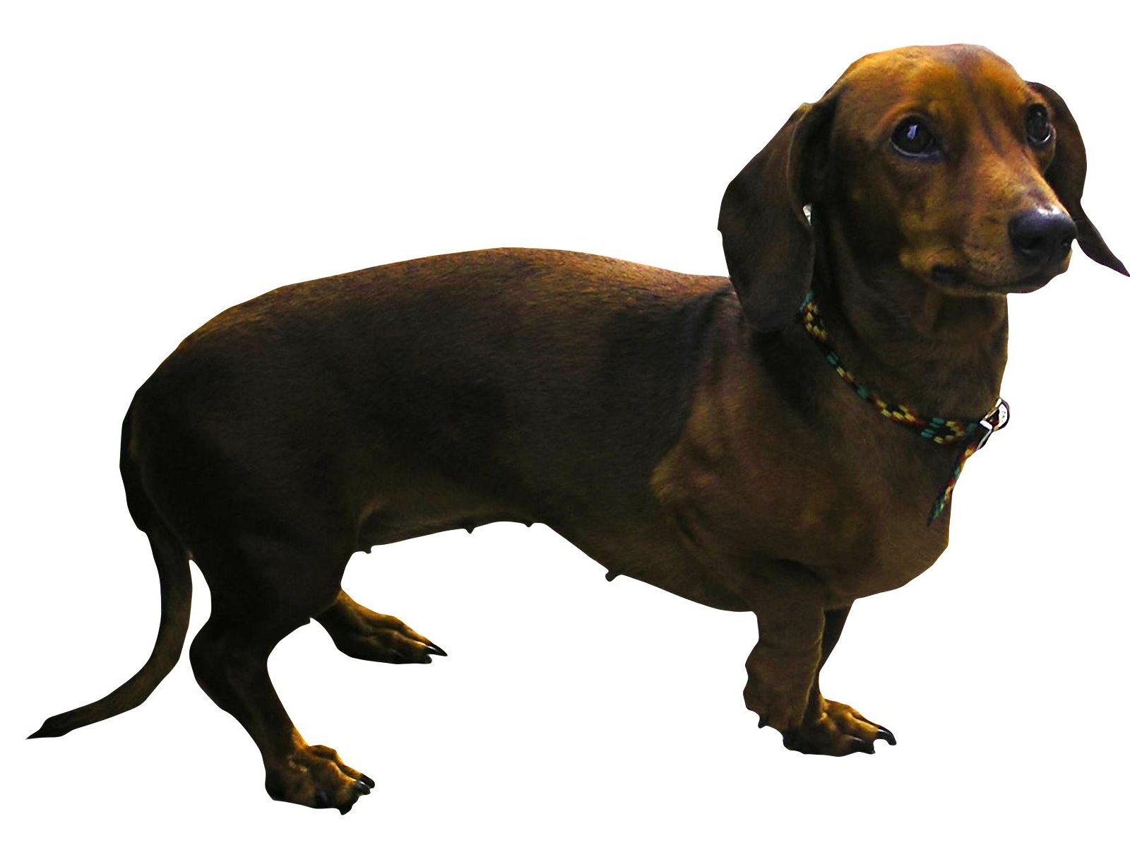Dachshund Wallpaper Pictures